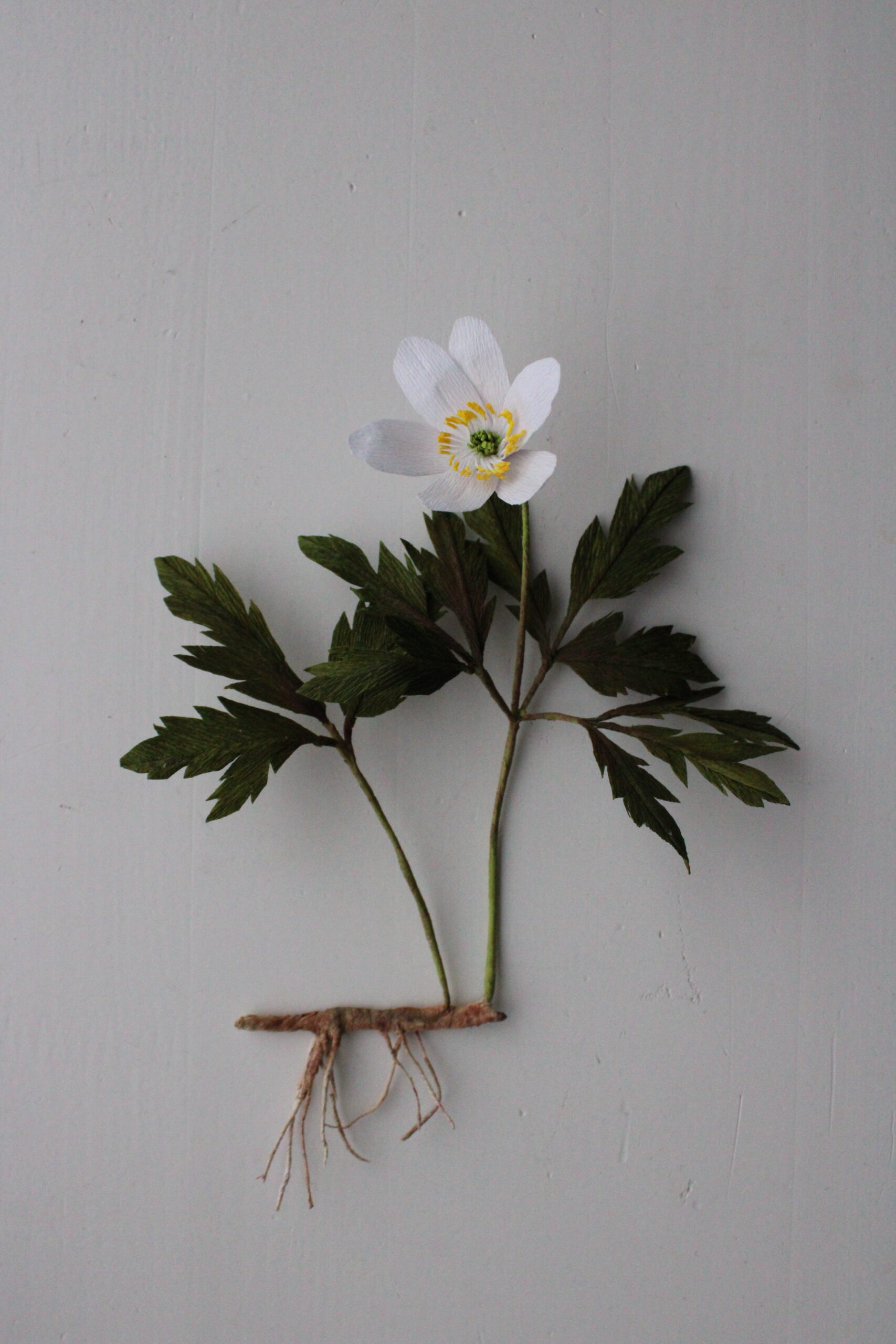 Anemone